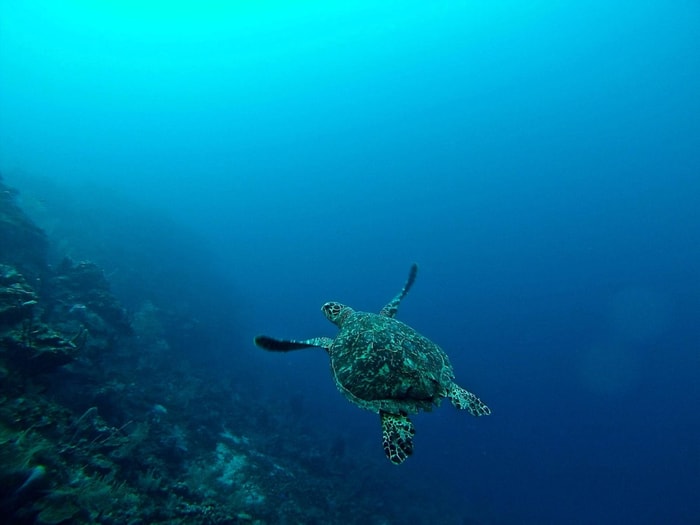 Roatán Island, Honduras image